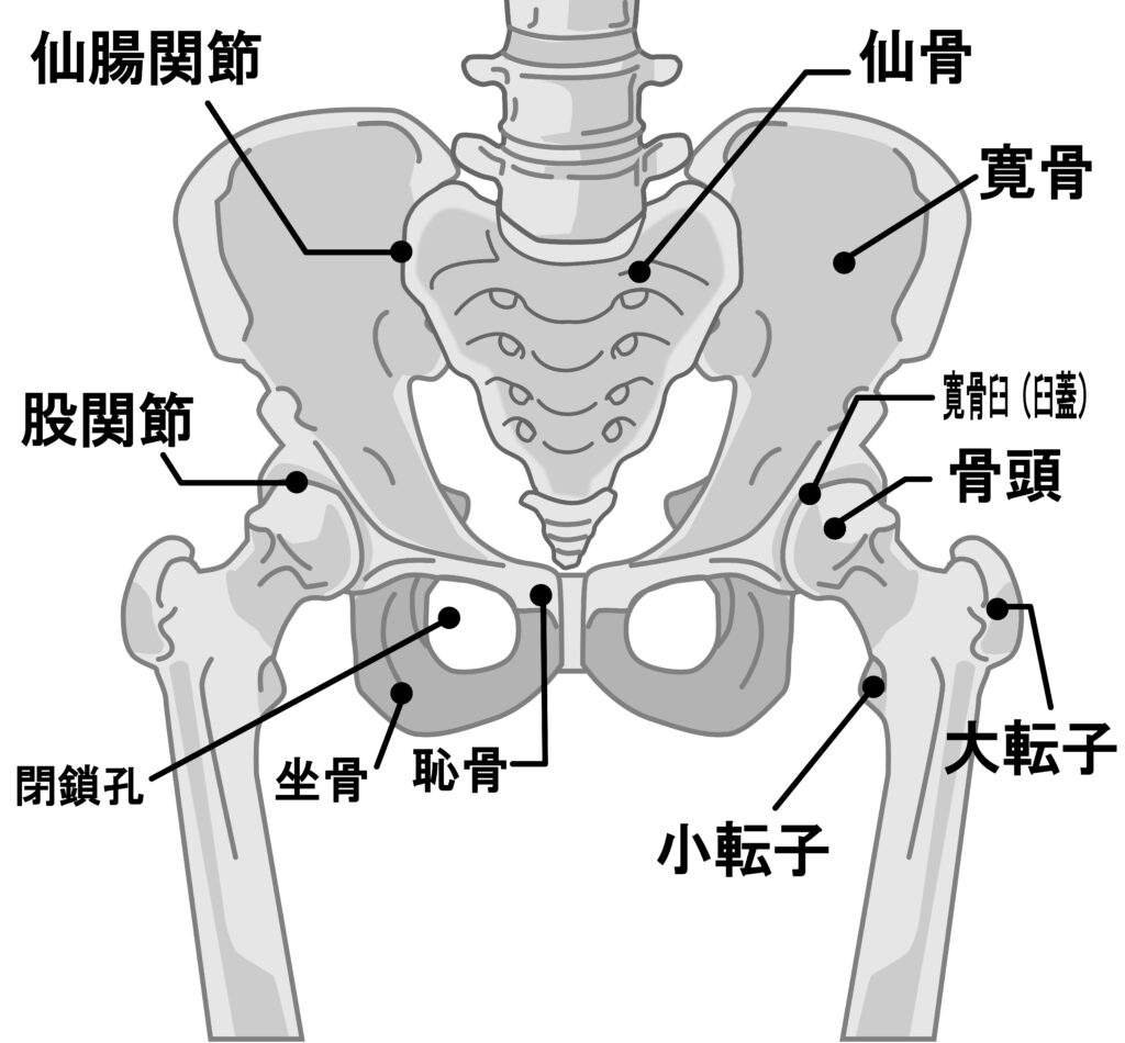 骨盤回り詳細